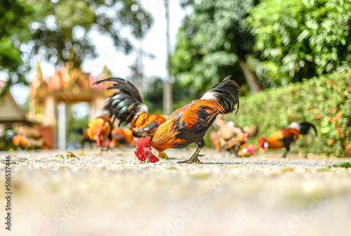 A wild fowl that lives in a temple is out walking on the road inside the temple.