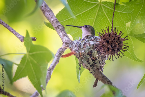 A female Ruby-throated Hummingbird tends to her eggs in her tiny lichen covered nest in a sweet gum tree. Raleigh, North Carolina.