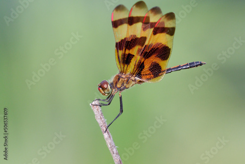 Halloween pennant dragonfly (Celithemis eponina), Brazos Bend state park, Texas, USA photo