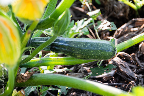 Young zucchini on vegetable bed on summer day. Green leaves and fruits in garden. Vegetarian ingredients for cooking. Natural food without preservatives