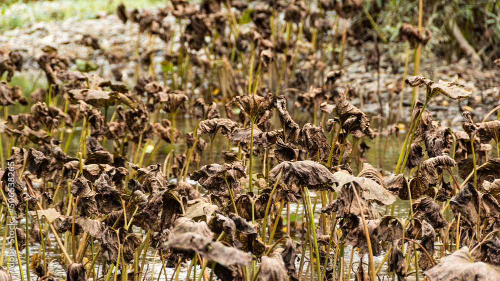 Fototapeta premium Old withered leaves of lotus stick out above pond. Death of plants due to deterioration of water quality. Disruption of river ecosystem, sharp cooling