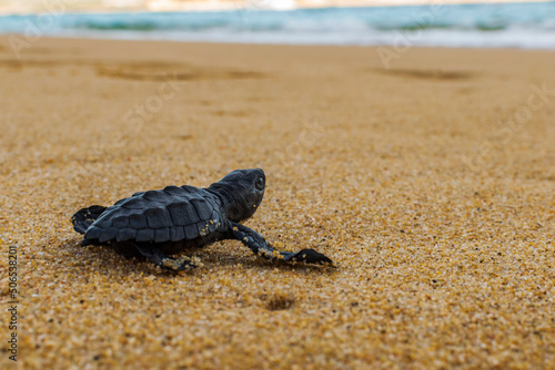 Baby turtle, tortuga bebé en camino al océano. © Armando