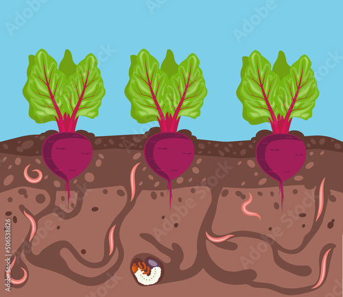 Vegetables growing in the ground. Beets in bed underground. Worms are pests of plants in garden. Harvest and gardening theme. Vector illustration.