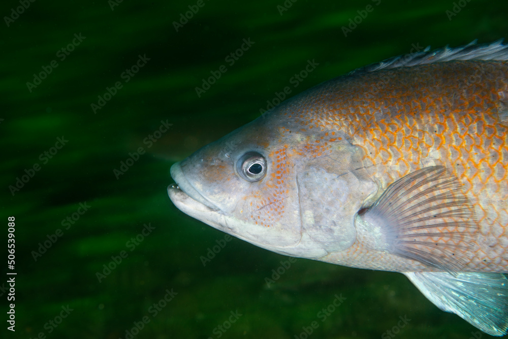 Cunner Fish underwater in the Gulf of St. Lawrence in Canada Cunner Fish underwater in the Gulf of St. Lawrence in Canada