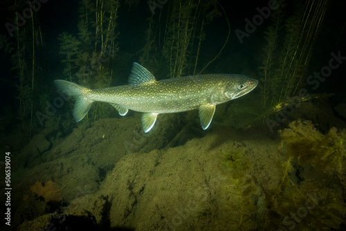 Lake trout underwater spawning in late autumn