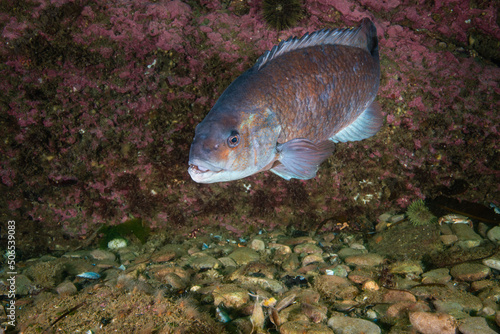 Photography Cunner Fish underwater in the Gulf of St. Lawrence in Canada