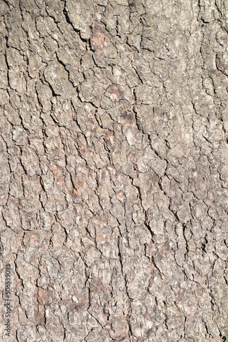 THE TEXTURE OF THE BARK OF A TREE IN THE FOREST