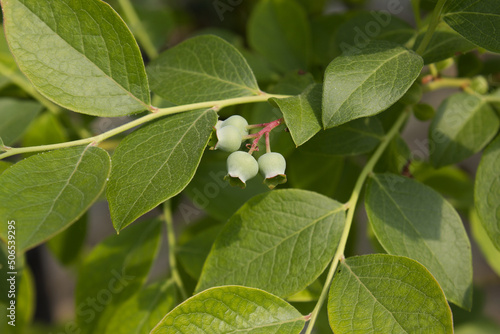 Wallpaper Mural Unripe blueberry plant with fruits Torontodigital.ca