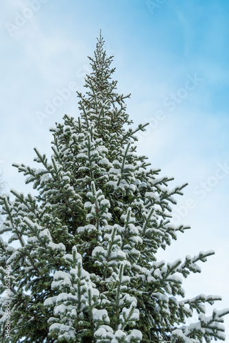 Tops of winter trees are covered with snow. Coniferous forest after snowfall, branches are strewn with frost and ice. © Koirill