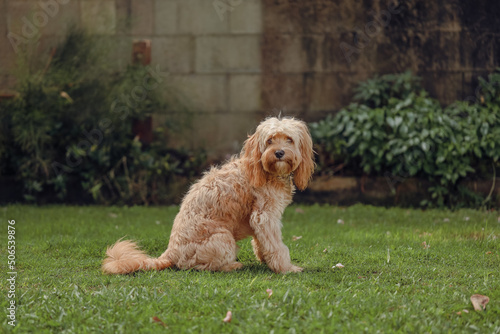 Portrait image of fluffy cavoodle dog sitting on green grass photo