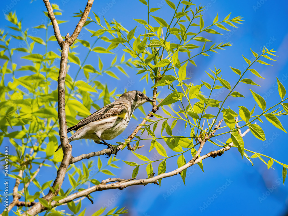 Obraz premium Close up shot of Yellow-rumped warbler on a tree