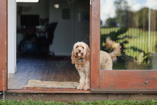 Cavoodle breed dog looking out glass back door of house