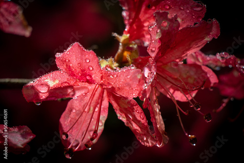 red flower with drops