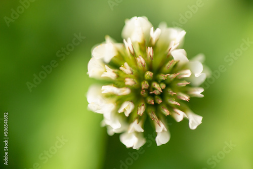 close up of a flower
