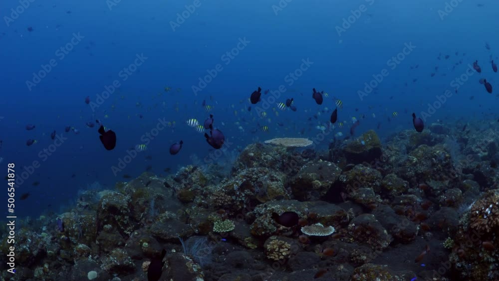 Amazing coral reefs of Tulamben, Bali, Indonesia. Amazing coral reefs of Tulamben, Bali, Indonesia.
