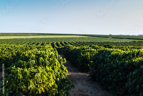 view of a coffee plantation with ripe fruits on a farm in Brazil photo