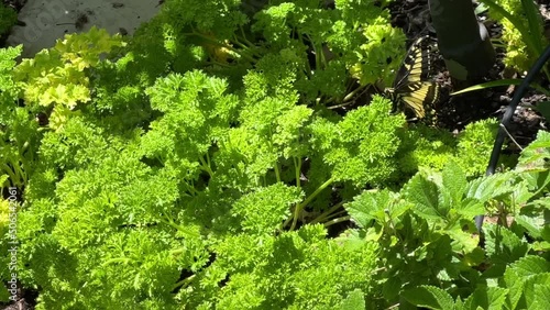 4K HD video zooming in on one Old World Swallowtail Butterfly flying and landing on fresh parsley plants, laying eggs then flying away.
 photo
