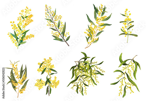 Golden Wattle (Acacia pycnantha) is Australia's national flowe