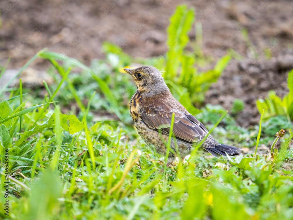 Wood bird Fieldfare, Turdus pilaris, on a sprng lawn. Wood bird Fieldfare, Turdus pilaris, on a sprng lawn.