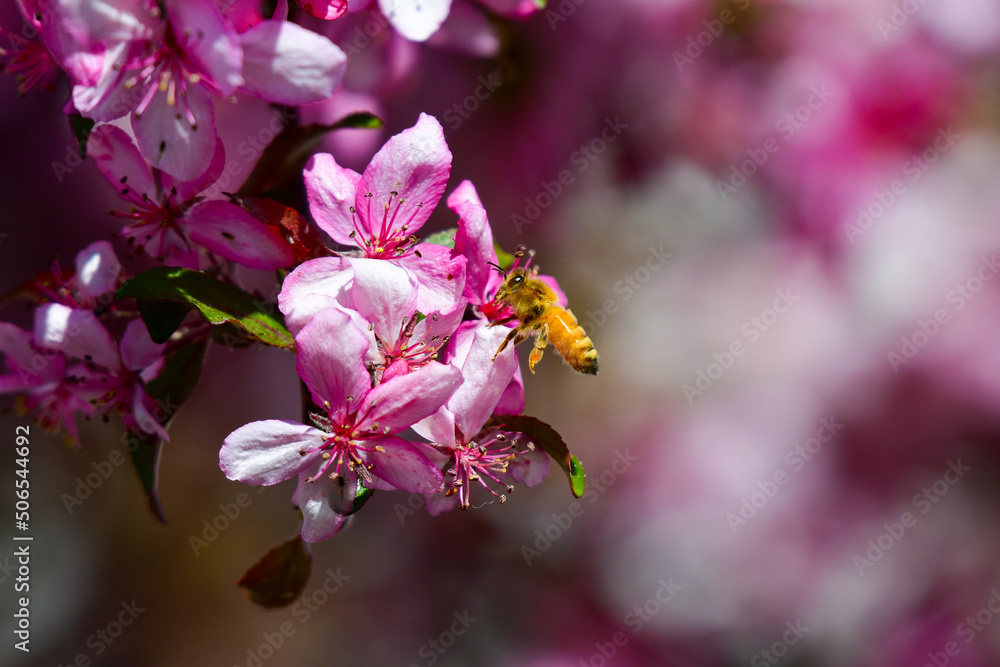 Honey Bee on Pear Blossom Honey Bee on Pear Blossom