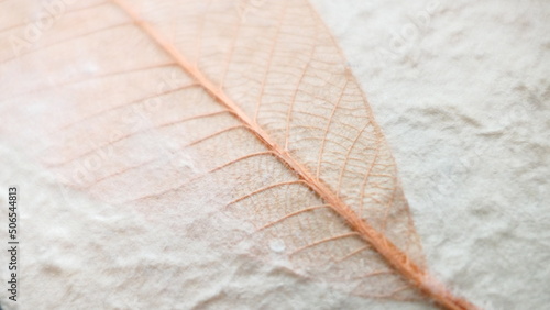 close up of a brown leaf on white background