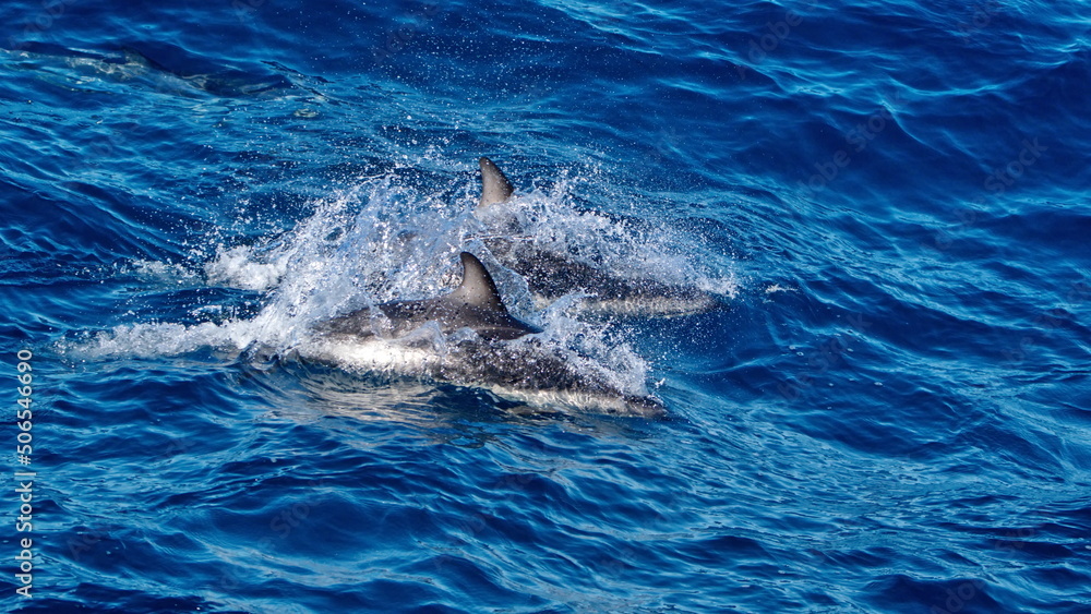 Naklejka premium Dusky dolphins (Lagenorhynchus obscurus) off the coast of the Falkland Islands in the South Atlantic Ocean