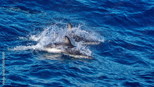 Dusky dolphins (Lagenorhynchus obscurus) off the coast of the Falkland Islands in the South Atlantic Ocean