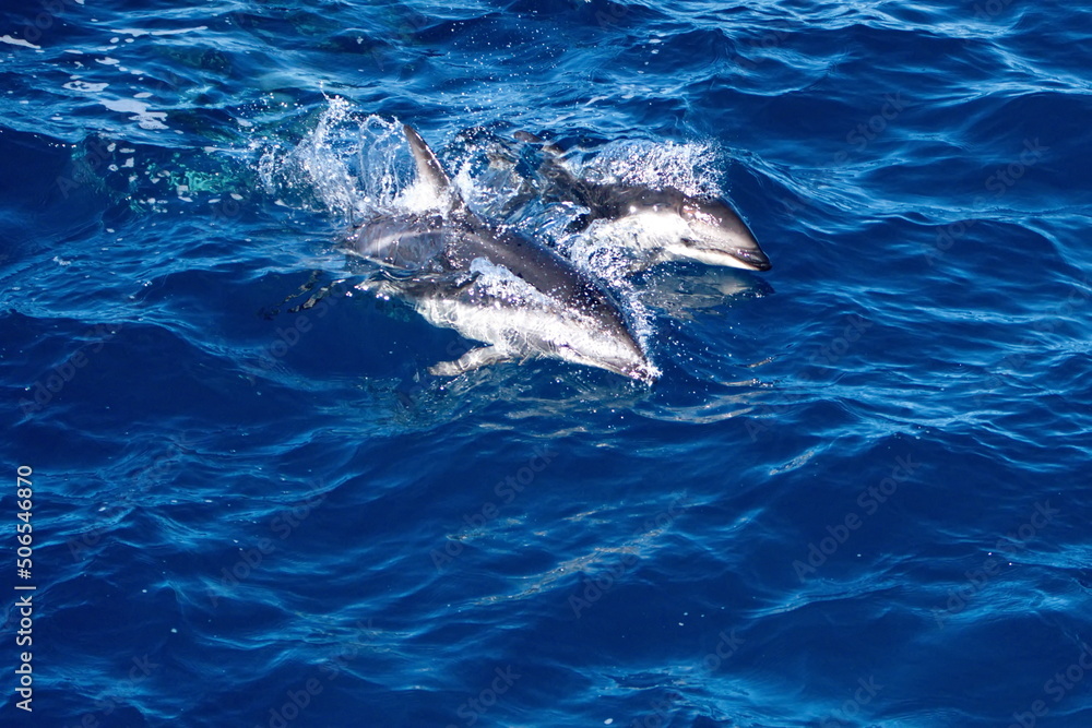 Naklejka premium Dusky dolphins (Lagenorhynchus obscurus) off the coast of the Falkland Islands in the South Atlantic Ocean