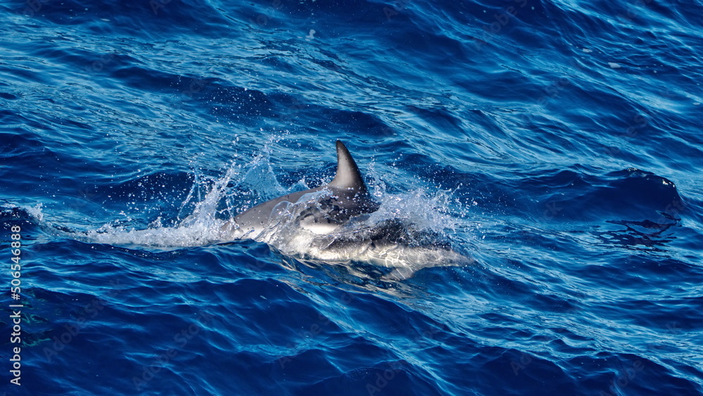 Naklejka premium Dusky dolphin (Lagenorhynchus obscurus) off the coast of the Falkland Islands in the South Atlantic Ocean
