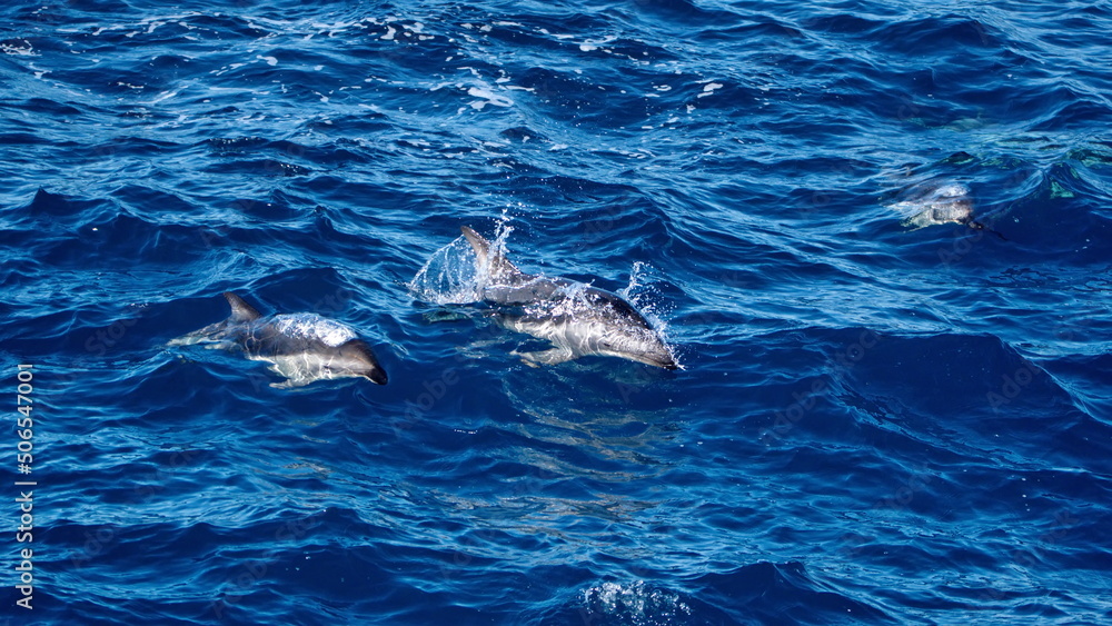 Fototapeta premium School of dusky dolphins (Lagenorhynchus obscurus) off the coast of the Falkland Islands in the South Atlantic Ocean