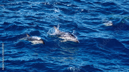 School of dusky dolphins  Lagenorhynchus obscurus  off the coast of the Falkland Islands in the South Atlantic Ocean