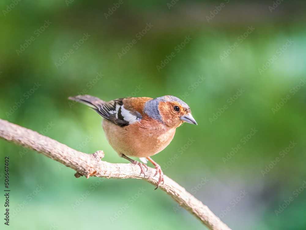 Fototapeta premium Common chaffinch, Fringilla coelebs, sits on a branch in spring on green background. Common chaffinch in wildlife.