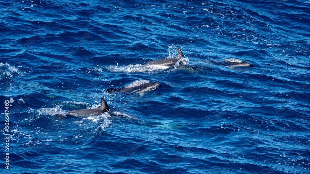 Naklejka premium School of dusky dolphins (Lagenorhynchus obscurus) off the coast of the Falkland Islands in the South Atlantic Ocean