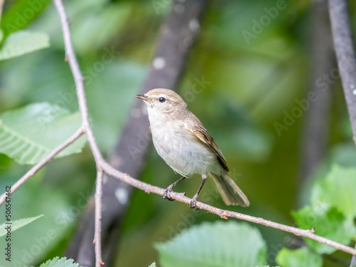 Common chiffchaff, lat. phylloscopus collybita, sitting on branch of bush in spring and looking for food © Dmitrii Potashkin