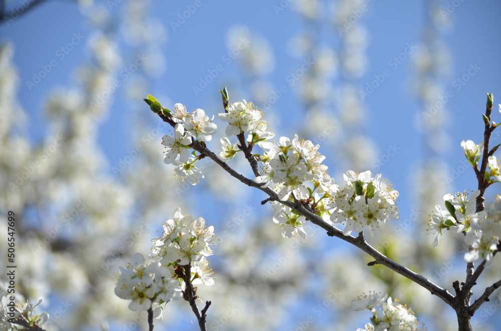 apple blossoms in spring against the blue sky