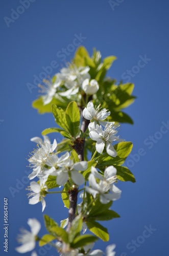 apple blossoms in spring against the blue sky