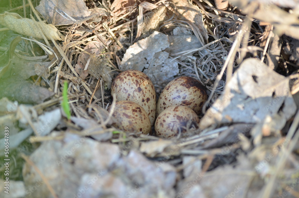 laying eggs in a nest in the forest laying eggs in a nest in the forest