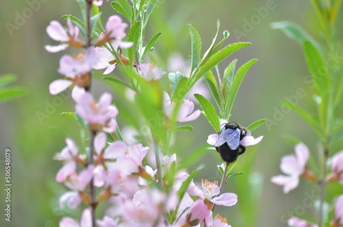 black bumblebee on pink flowers of chiliga russia ural © Владимир Петров