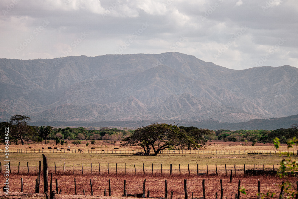 Serrania de Perija landscape with trees and cattle of cows La Guajira Colombia