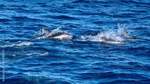 School of dusky dolphins  Lagenorhynchus obscurus  off the coast of the Falkland Islands in the South Atlantic Ocean