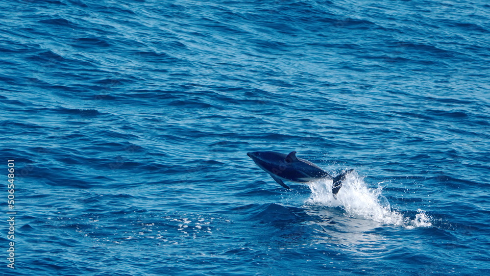 Naklejka premium Dusky dolphin (Lagenorhynchus obscurus) leaping out of the water off the coast of the Falkland Islands in the South Atlantic Ocean