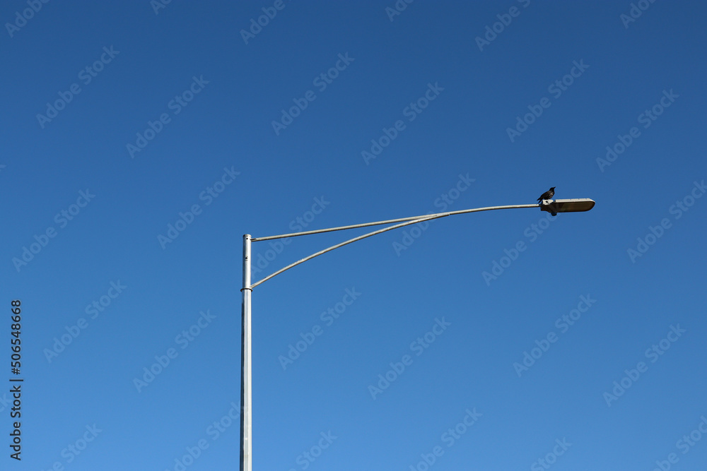 bird on overhead street light bird on overhead street light