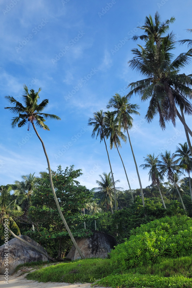 Coconut palm trees by the beach, beautiful tropical background