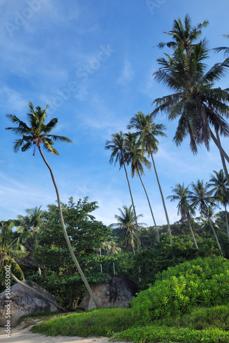 Fototapeta Naklejka Na Ścianę i Meble -  Coconut palm trees by the beach, beautiful tropical background