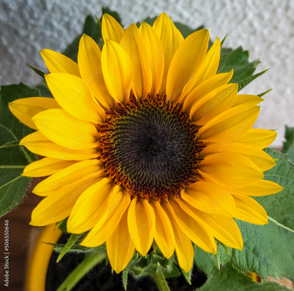 Obraz premium sunflower on a green background