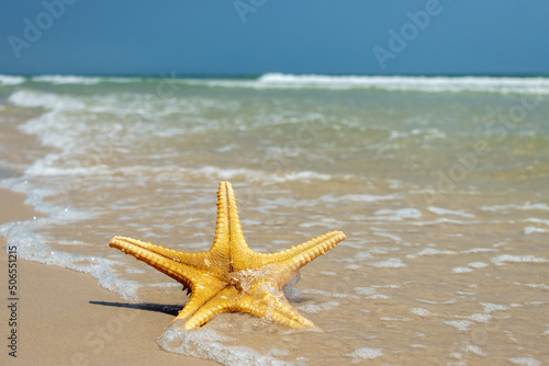 Starfish lying on the sea beach is washed by the waves 