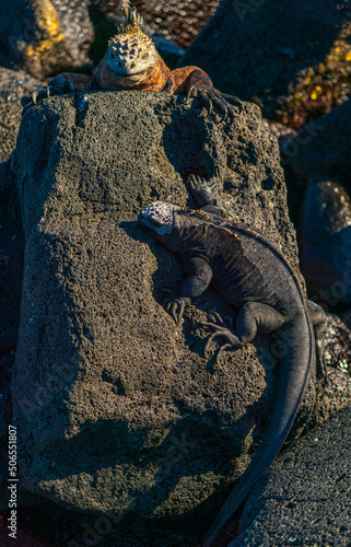 A pair of Galapagos Marine iguana