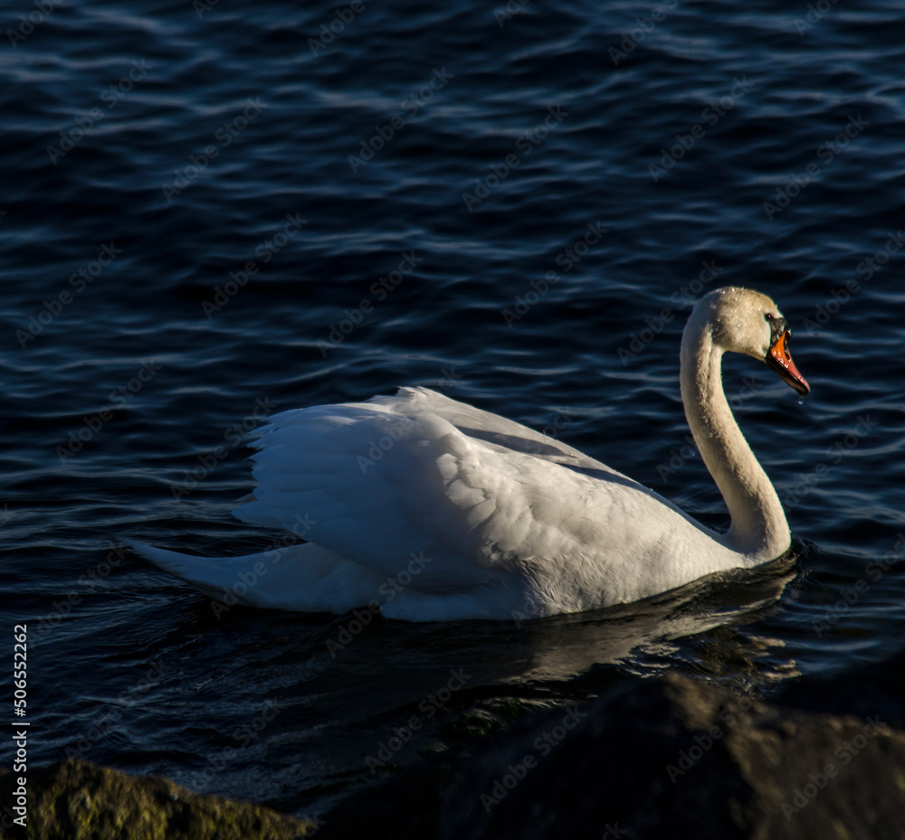 Fototapeta premium łabędź