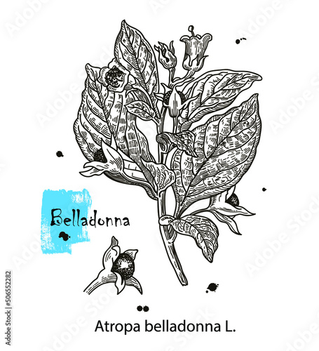 Botanical illustration of Belladonna. Hand drawn sketch of poisonous plant - Atropa belladonna. Dangerous beautiful flowers