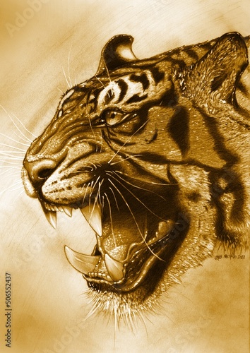 Golden Tigra photo